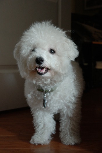 Bichon poo hot sale life expectancy